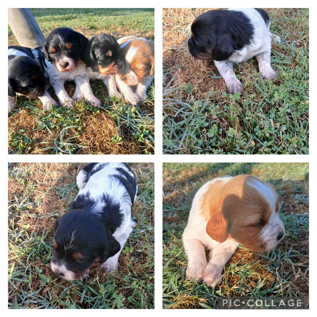 Des Coteaux De La Locherie - chiots Romy et Platoon